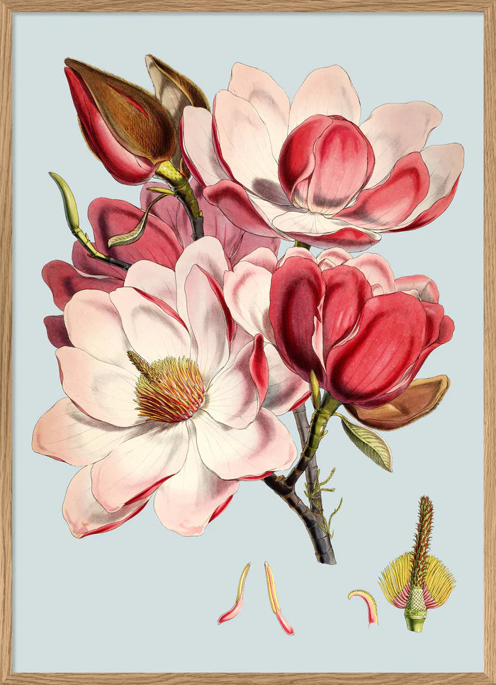 The Dybdahl Co. - Pink Flower Plakat 30x40