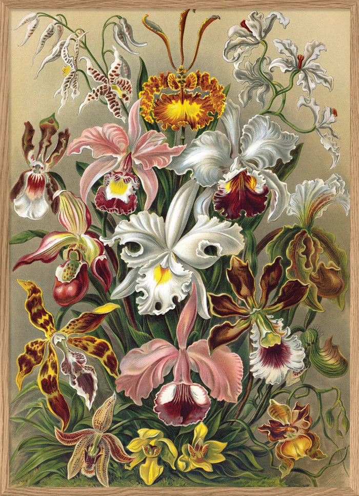 The Dybdahl Co. - Cypripedium Plakat 50x70